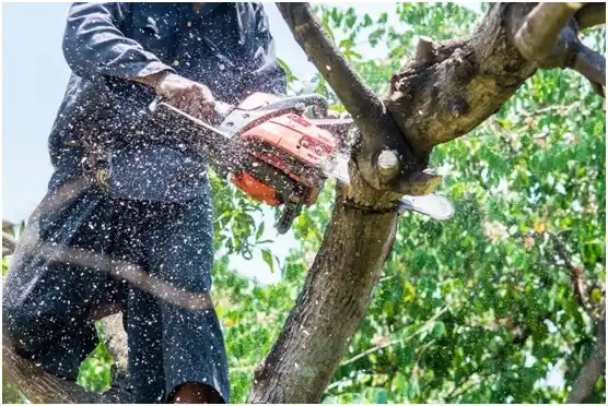 tree services Florence